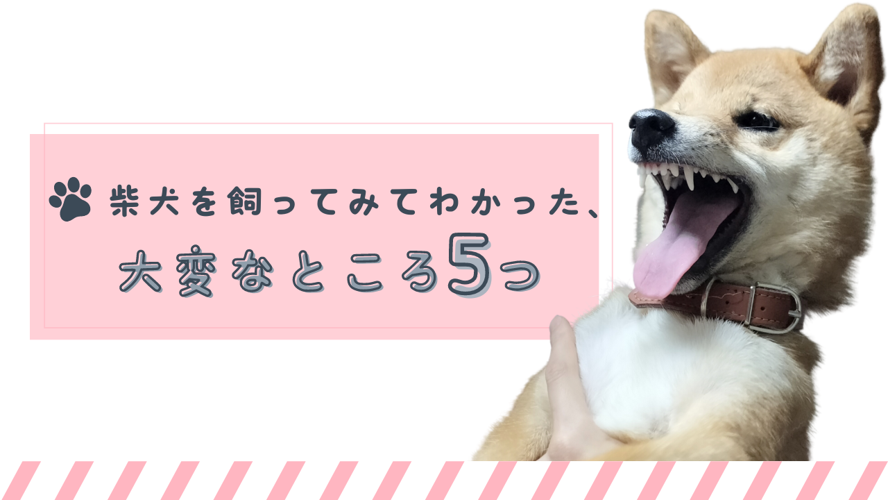 柴犬を飼ってみてわかった、大変なところ5つ