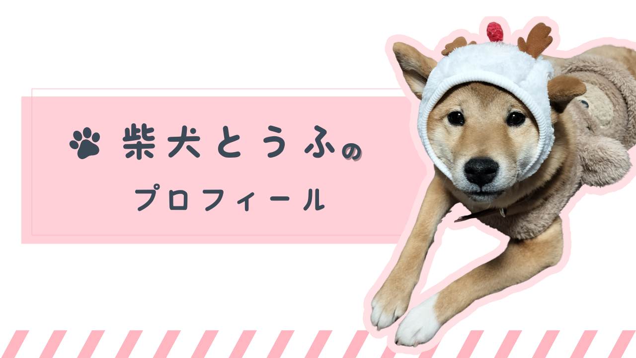 柴犬とうふのプロフィール